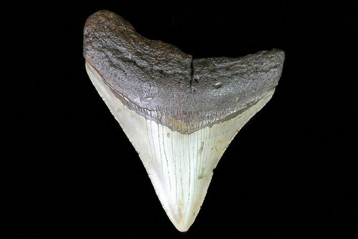 Bargain, Megalodon Tooth - North Carolina #76357